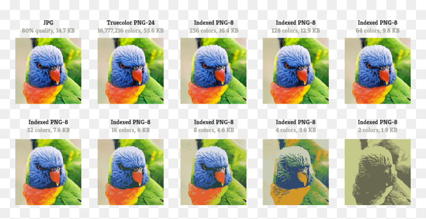 Lorikeet, HD Png Download - versus png