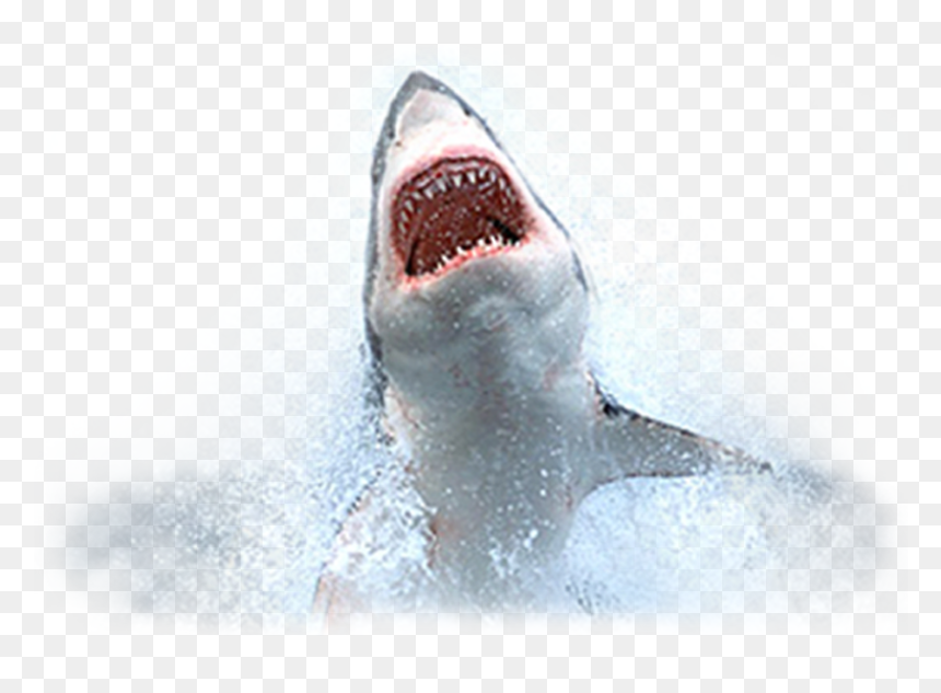 Click Gfaa Logos To Access Required Information On - Shark Week, HD Png Download - fishing png