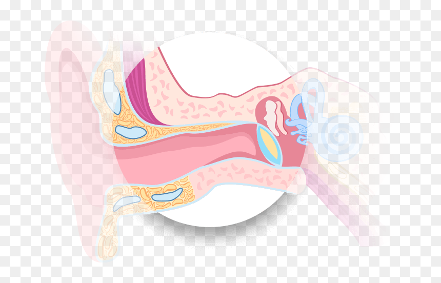 Illustration, HD Png Download - ear png