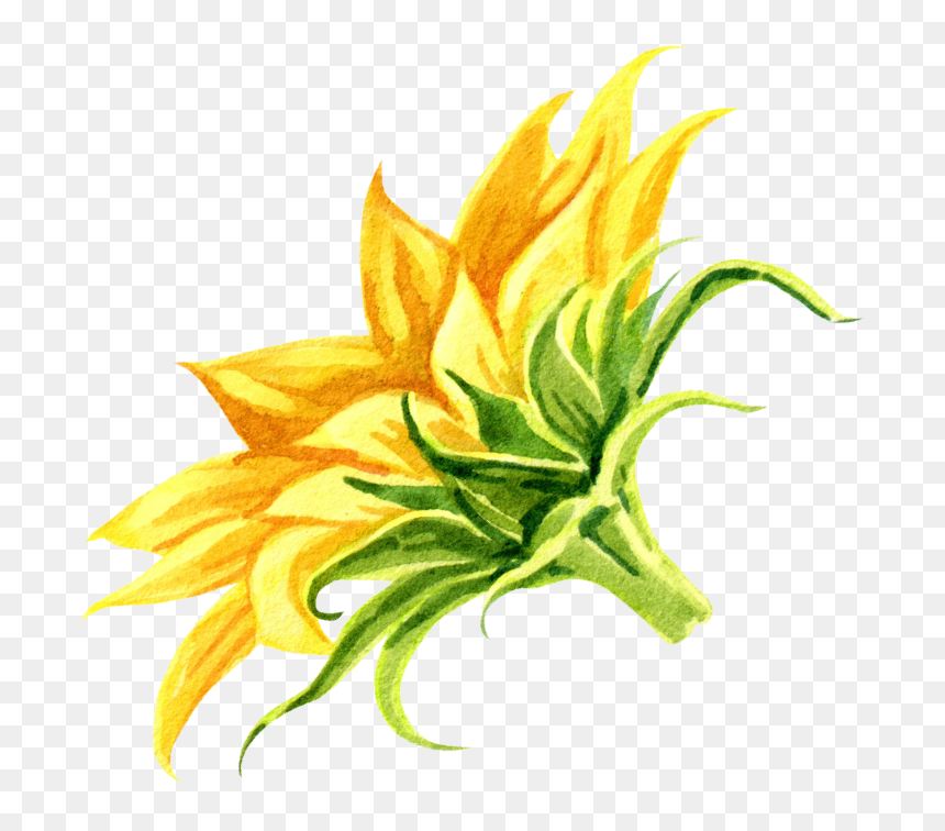 Illustration, HD Png Download - sunflower drawing png