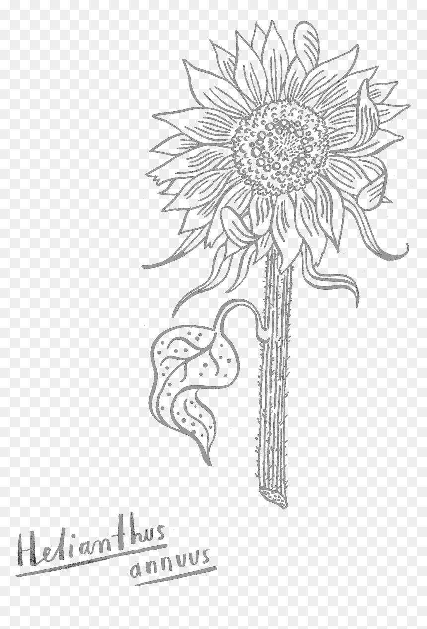 Sketch, HD Png Download - sunflower drawing png