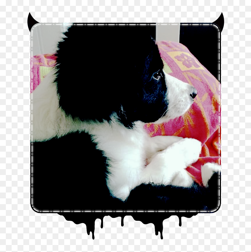 Border Collie, HD Png Download - snapchat puppy filter png