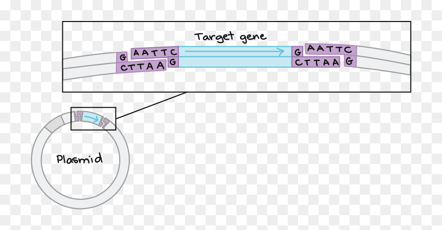 Diagram, HD Png Download - dna vector png
