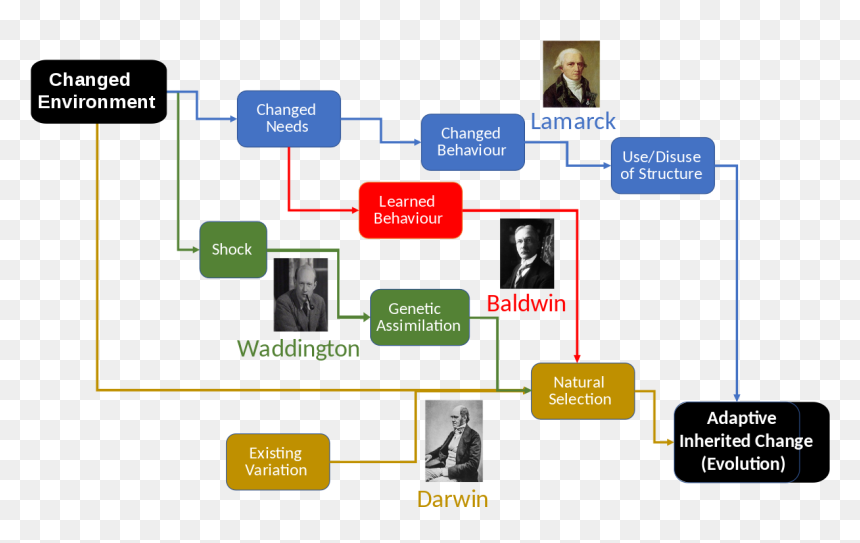 Lamarckism Theory Of Evolution, HD Png Download - evolution of man png