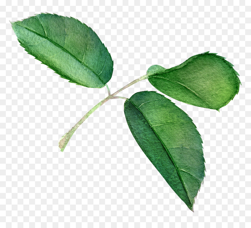 Where To Buy The Perfect Valentine"s Day Bouquet Online - Transparent Rose Leaf Png, Png Download - rose leaves png