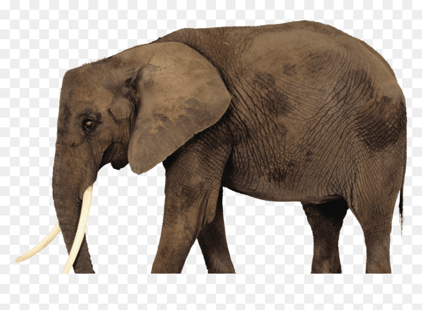 African Elephant Png, Transparent Png - africa transparent png