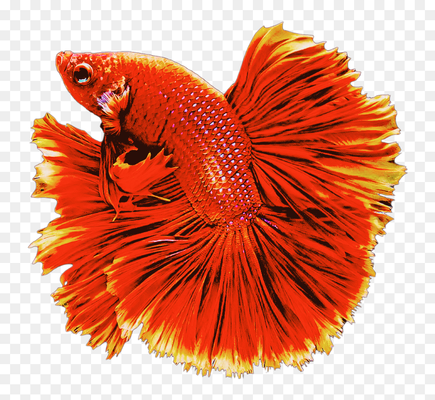 #red #fish #goldfish #swiming #animals - Beautiful Fish Images Png, Transparent Png - red fish png