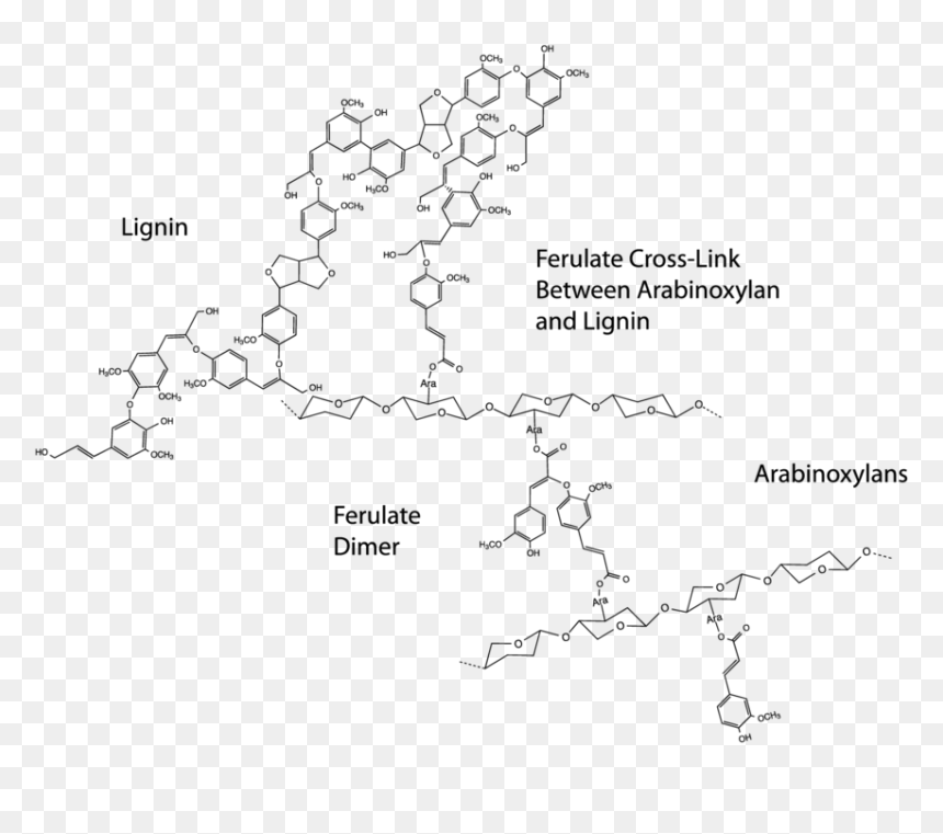 Ferulic Acid Cross Link, HD Png Download - cell wall png
