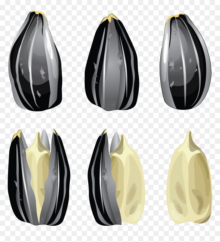 Sunflower Seeds Png - Sunflower Seed Vector Free, Transparent Png - sunflower seed png