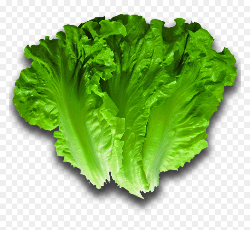 Lettuce , Png Download - Lettuce Png, Transparent Png - romaine lettuce png