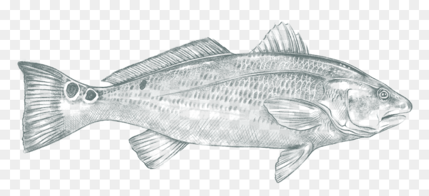 Yellow Belly Bullhead, HD Png Download - red fish png