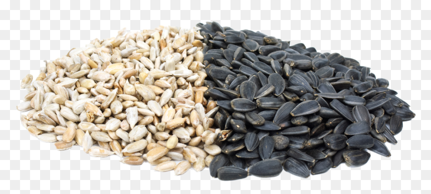 Benefits Of Sunflower Seeds, HD Png Download - sunflower seed png