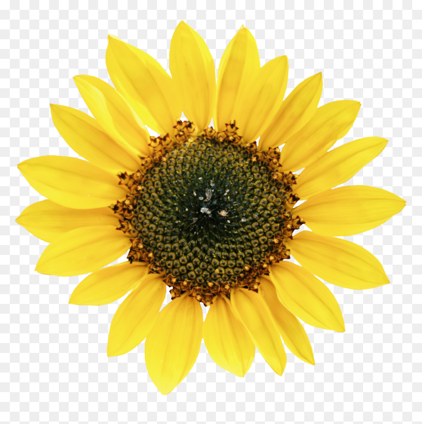 Common Sunflower Petal Sunflower Seed - Types Of Oil Crops, HD Png Download - sunflower seed png