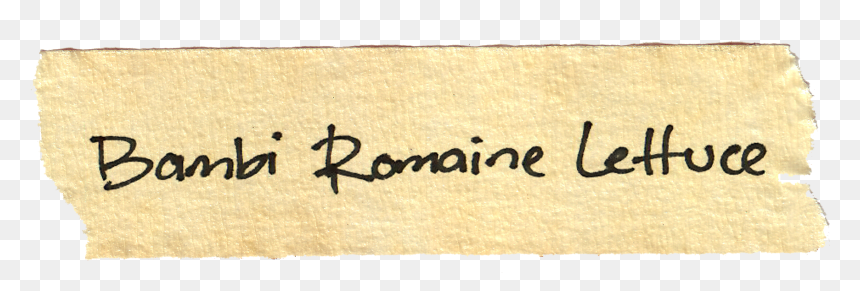 Calligraphy, HD Png Download - romaine lettuce png