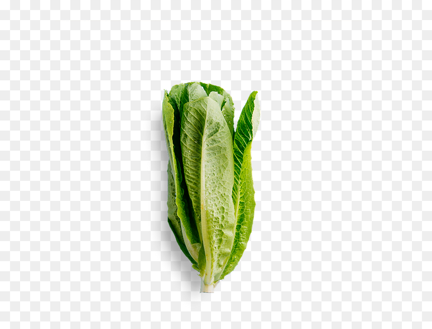 Water Spinach, HD Png Download - romaine lettuce png