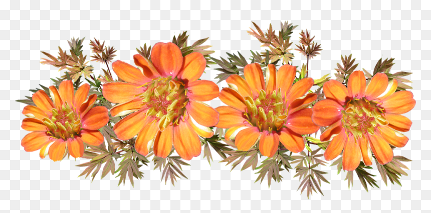 Protea Family, HD Png Download - orange color png