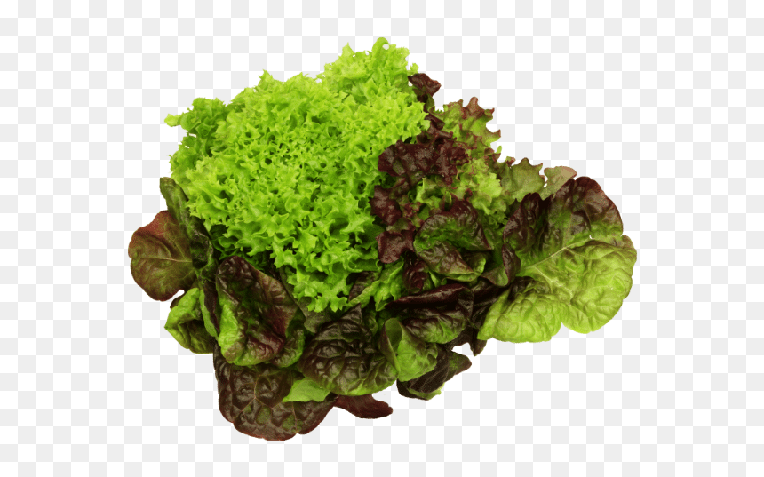 Red Leaf Lettuce Png, Transparent Png - romaine lettuce png