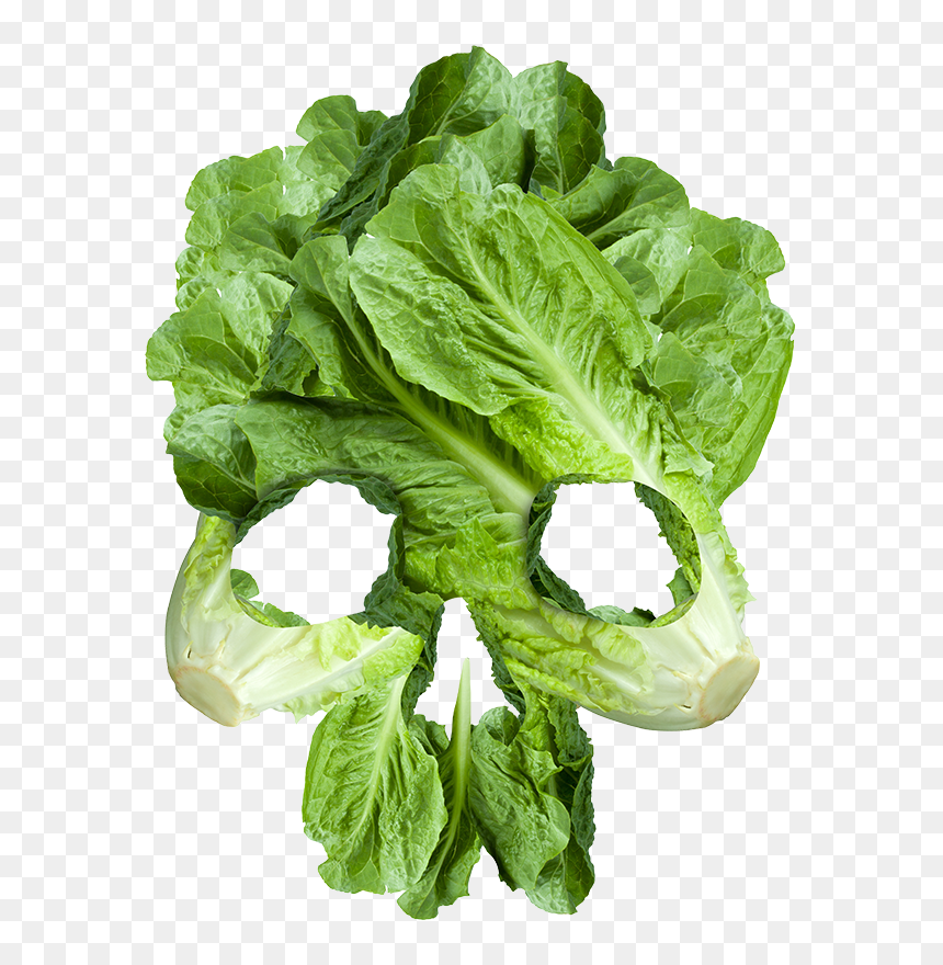 Romaine Lettuce, HD Png Download - romaine lettuce png