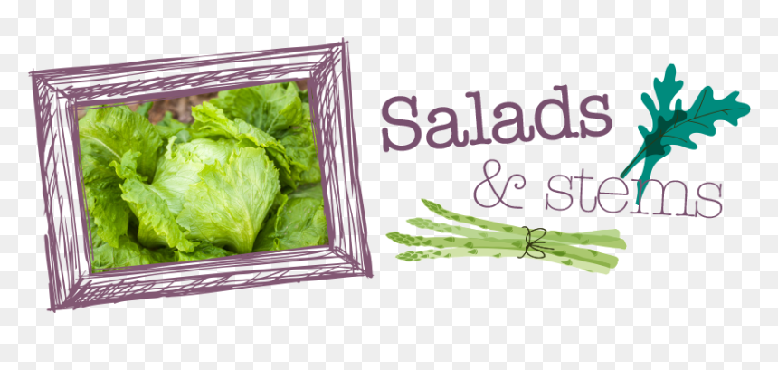Salads-stems - Chard, HD Png Download - romaine lettuce png