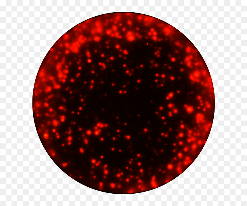 Circle, HD Png Download - cow spots png