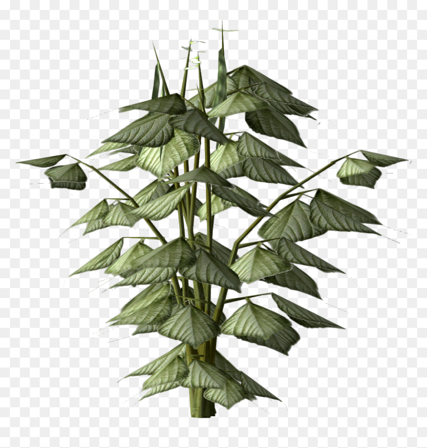Bean Plant Png - The Elder Scrolls V: Skyrim, Transparent Png - bean plant png