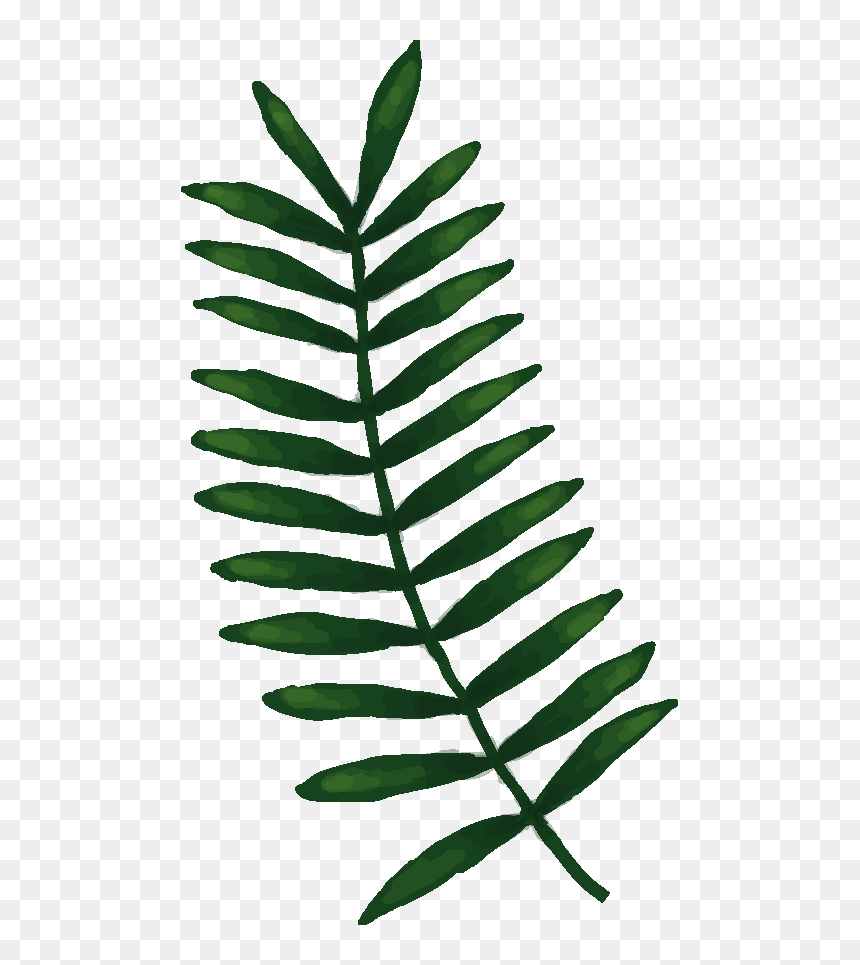 Transparent Bean Plant Png - Sorbus, Png Download - bean plant png