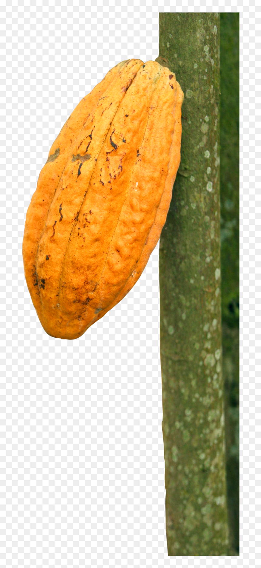 Transparent Bean Plant Png - Tulip Poplar, Png Download - bean plant png