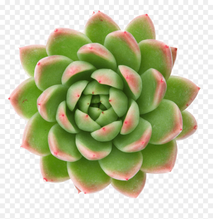 Transparent Pinto Bean Clipart - Echeveria Logo, HD Png Download - bean plant png