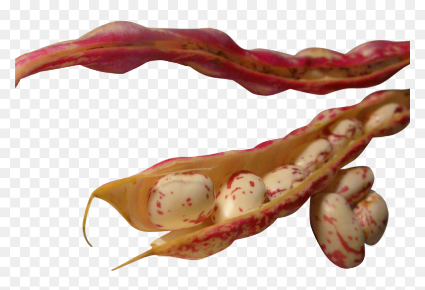 Common Bean, HD Png Download - bean plant png