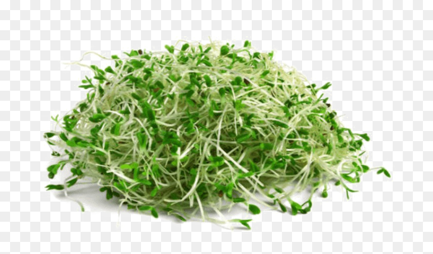 Transparent Sprout Clipart - Alfalfa Png, Png Download - bean plant png