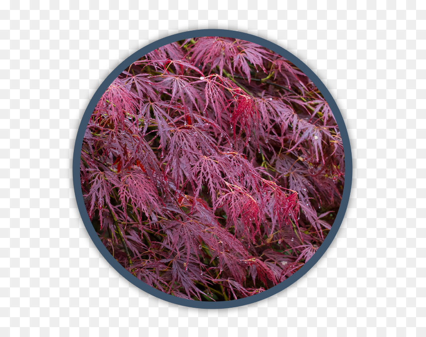 Grevillea 'robyn Gordon', HD Png Download - shrub png plan