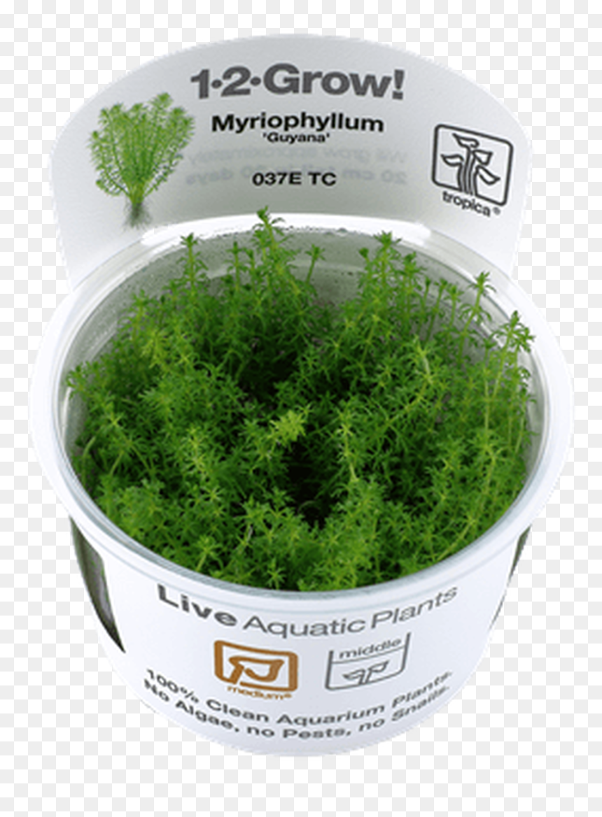 Vesicularia Dubyana, HD Png Download - shrub png plan