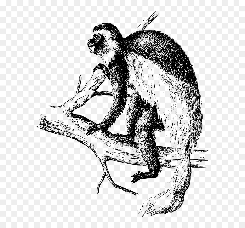 Monkey Word Search, HD Png Download - spider monkey png