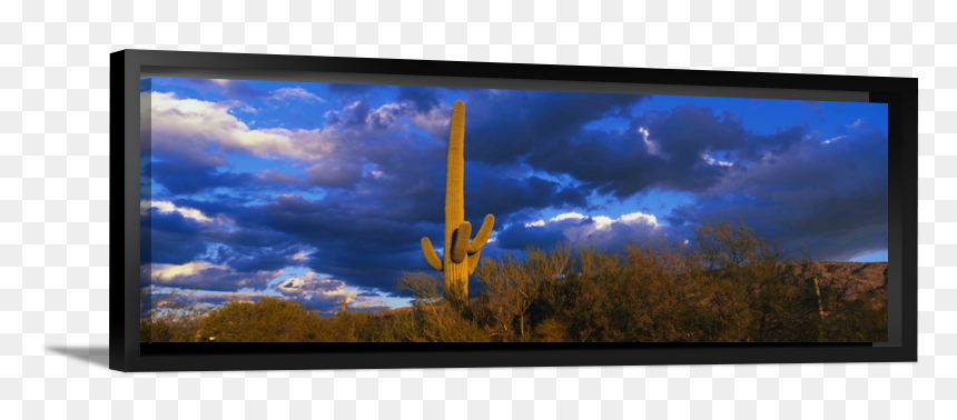 Led-backlit Lcd Display, HD Png Download - saguaro cactus png