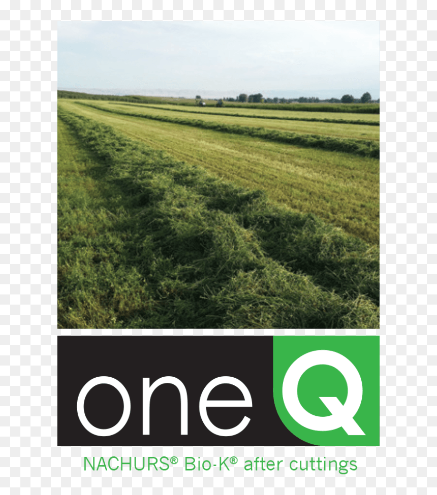 Alfalfa Cutting - Field, HD Png Download - alfalfa png