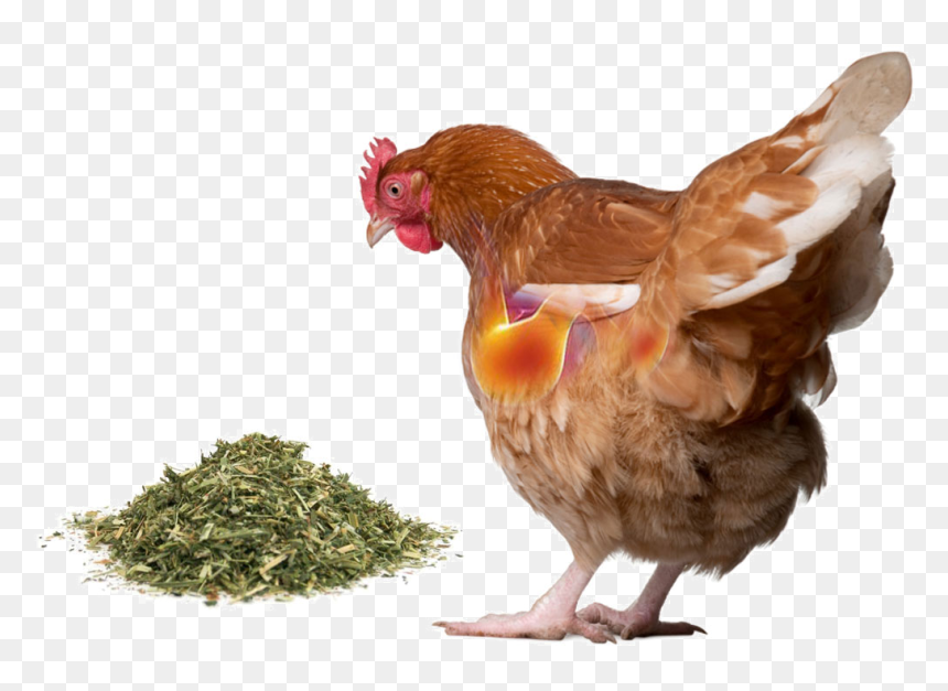 Villi Diagram In Poultry, HD Png Download - alfalfa png