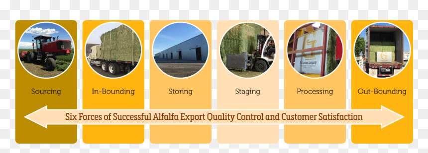 Alfalfa Export Quality Control Six Forces - Circle, HD Png Download - alfalfa png