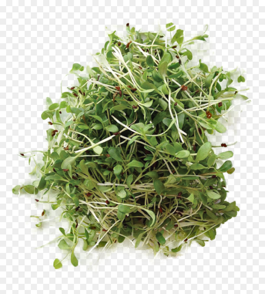 Alfalfa - Micro Plants, HD Png Download - alfalfa png