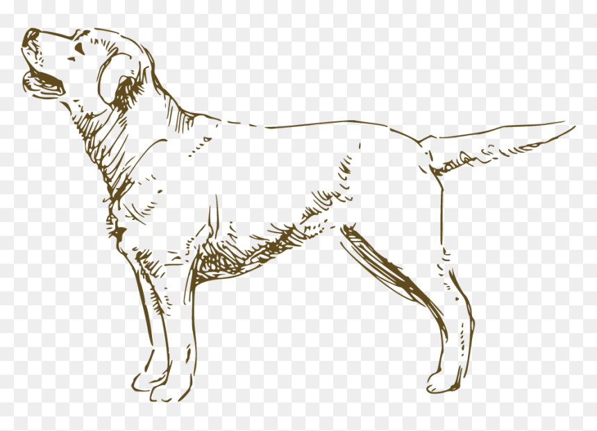 Hunting Dog, HD Png Download - dog drawing png