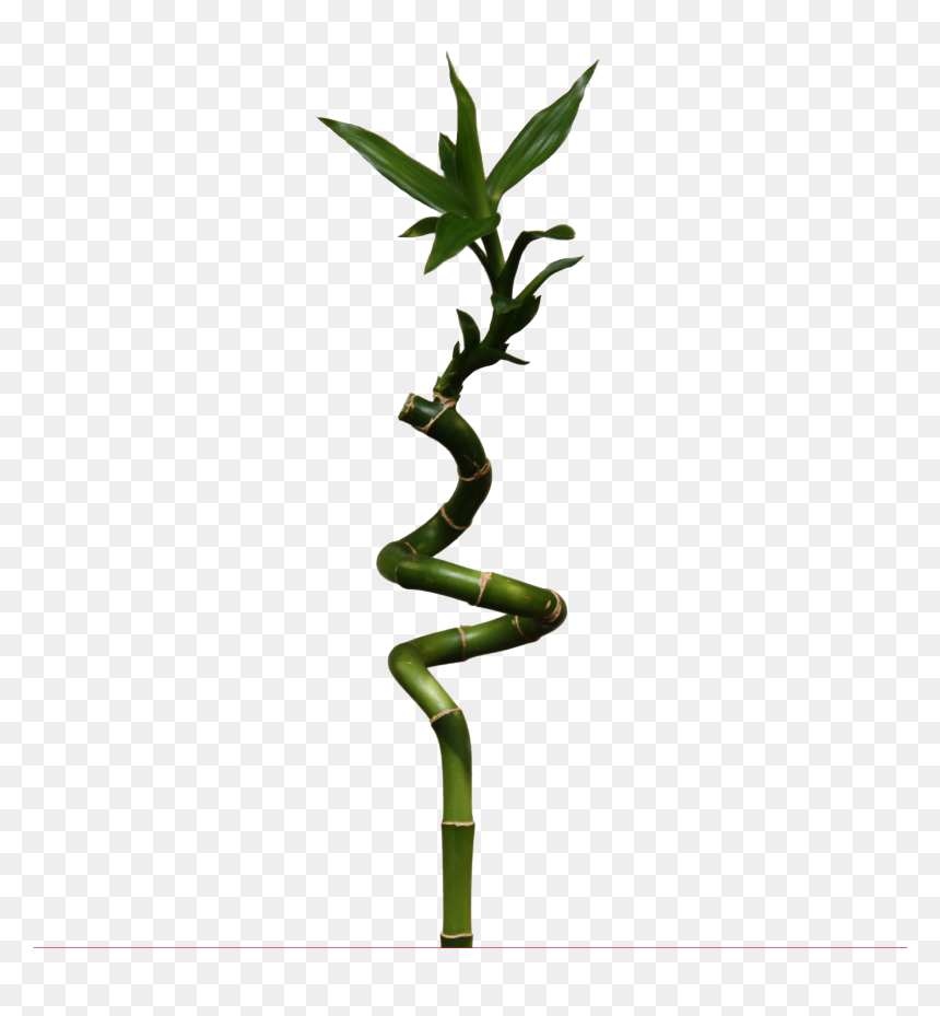 Bamboo Png - Lucky Bamboo, Transparent Png - bamboo plant png
