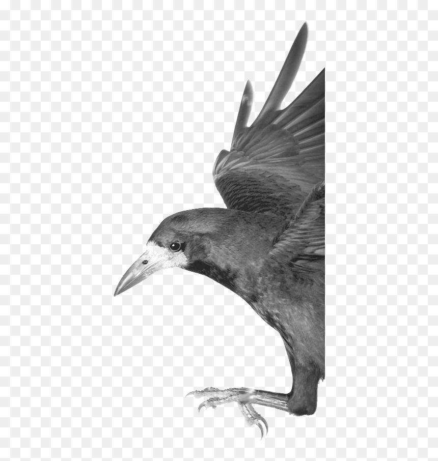Carrion Crow Png, Transparent Png - crow wings png