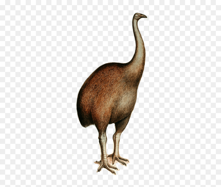 Moa - Elephant Bird Drawing, HD Png Download - photobooth birds png