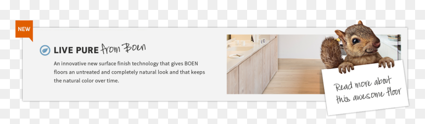 Next Innovations Squirrel 3 Hook Coat Rack , Png Download - Dresser, Transparent Png - coat rack png