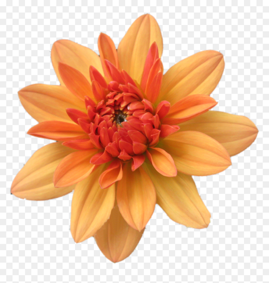 Orange Flower Clip Art - Orange Flower Transparent, HD Png Download - peach flower png