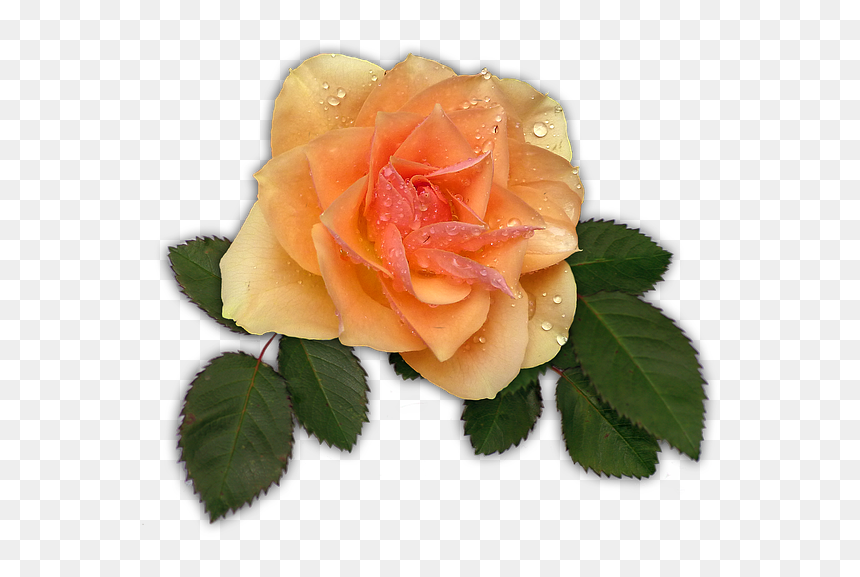 Apricot Flowers Transparent Background, HD Png Download - peach flower png