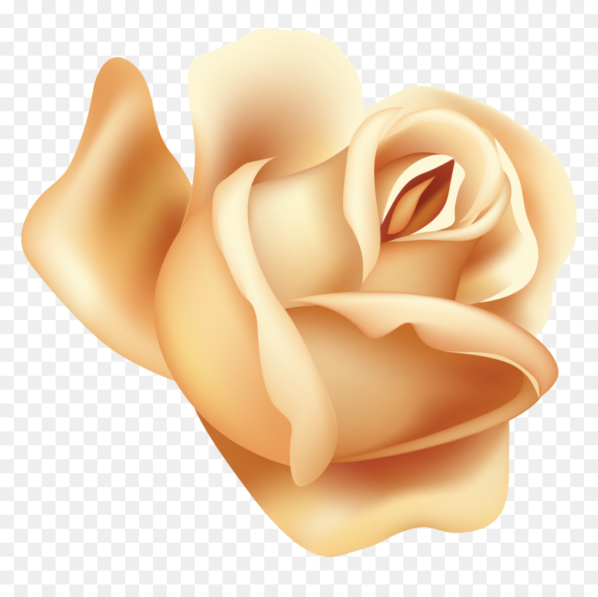 Garden Roses, HD Png Download - peach flower png