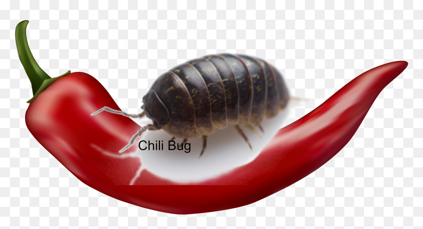 Animal Groups Roleplay Wiki - Chilli Pepper No Background, HD Png Download - pepper emoji png