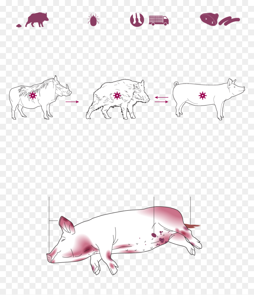 Domestic Pig, HD Png Download - pig snout png