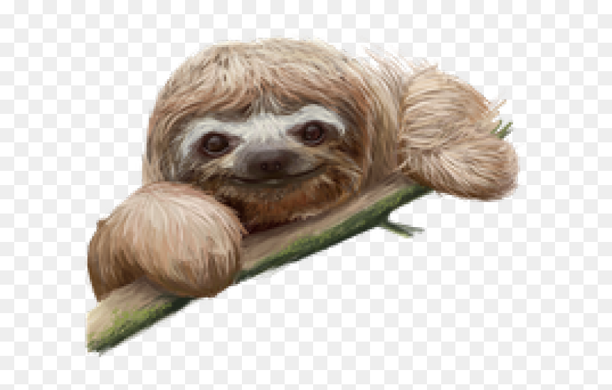 Sloth Png Transparent Images - Sloth Png, Png Download - baby sloth png