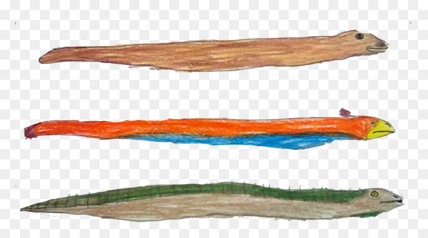 Snake - Driftwood, HD Png Download - snake scales png